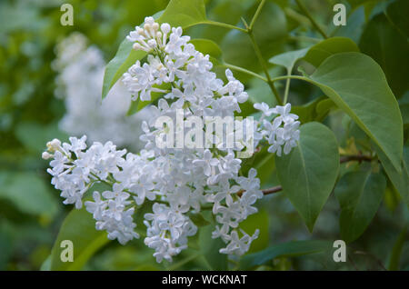 Syringa vulgaris, weißen Flieder, in der Blüte im Frühjahr Stockfoto