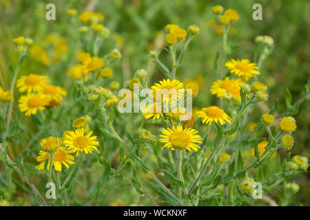 Gelbe Blumen der Gemeinsamen Berufskraut - Pulicaria dysenterica Stockfoto