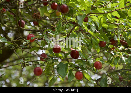 Kirschpflaumen auf einem pflaumenbaum Reif. Stockfoto