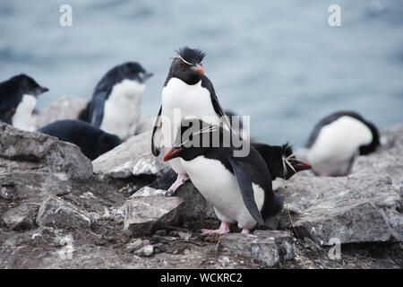 Rockhopper Pinguine (Eudyptes chrysocome), Falklandinseln, südlichen Atlantik Stockfoto