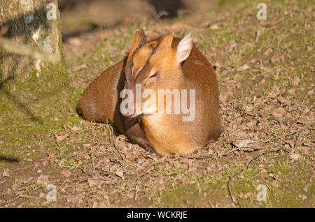 MUNTJAC ROTWILD Muntiacus Reevesi Captive Stockfoto