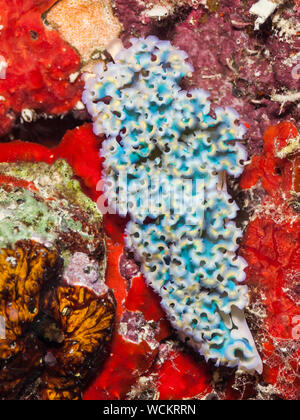 Salat-Meeresschnecke (Elysia Crispata), Bonaire, Niederländische Antillen, Karibik Stockfoto