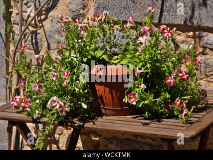 Topf mit bunten petounia Blumen auf hölzernen Tisch unter Tages Licht. Stockfoto
