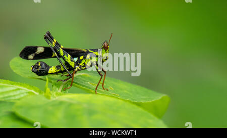 Schöne grünliche Monkey Grasshopper (Erianthus versicolor) hocken auf einem Blatt Stockfoto