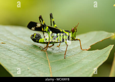 Schöne grünliche Monkey Grasshopper (Erianthus versicolor) hocken auf einem Blatt Stockfoto