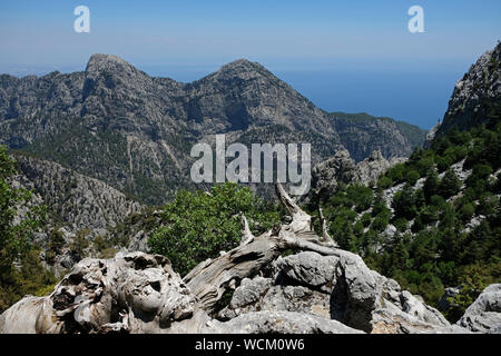 Red pine in schwierigen Bedingungen überleben können. Stockfoto
