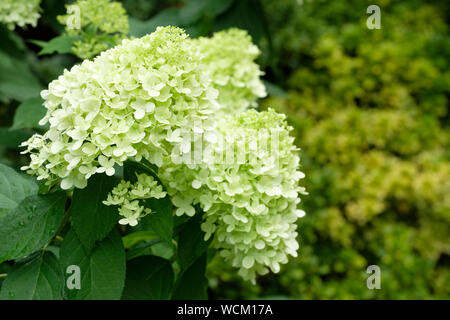 Close-up Hellgrün hydrangea paniculata Limelight Stockfoto