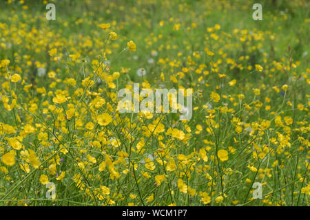 Butterblumen auf der Wiese, Goldney Haus und Gärten, Clifton, Bristol, Großbritannien Stockfoto