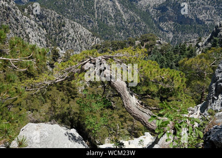Red pine in schwierigen Bedingungen überleben können. Stockfoto