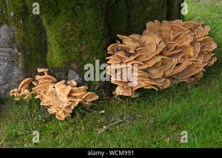Gelber Pilz (laetiporous schwefelhaltigen) bekannt als "Huhn der Woods' an der Unterseite eines Baums auf Culbone Hügel in Exmoor National Park wächst Stockfoto