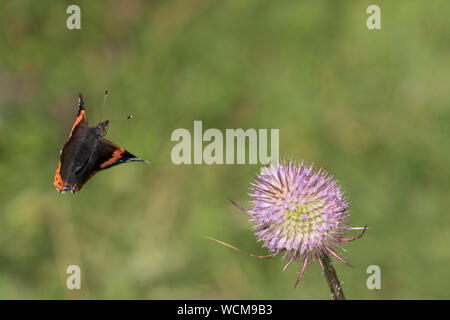 Red Admiral Schmetterling im Flug Stockfoto