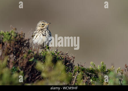 Wiesenpieper (Anthus pratensis) in typischen offenen Lebensraum, auf einige Heather Gebüsch gehockt, sorgfältig beobachten für Raubtiere, Wildlife, Europa. Stockfoto