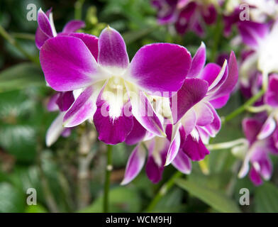 Dendrobium Sonia, Nationaler Orchideengarten, Singapur Botanischen Gärten, Singapur Stockfoto
