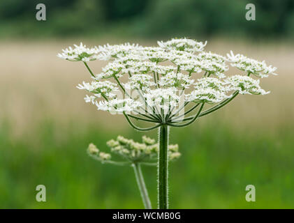 Riesenbärenklau wächst Chew Valley Lake, Somerset, England, Großbritannien Stockfoto