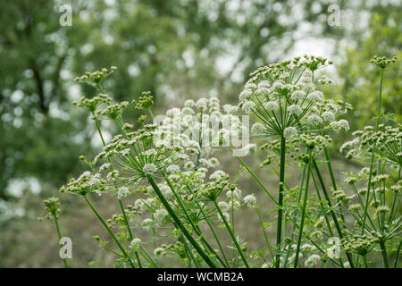 Riesenbärenklau wächst Chew Valley Lake, Somerset, England, Großbritannien Stockfoto