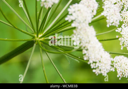 Marienkäfer in der Riesenbärenklau wächst Chew Valley Lake, Somerset, England, Großbritannien Stockfoto