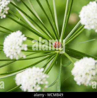 Marienkäfer in der Riesenbärenklau wächst Chew Valley Lake, Somerset, England, Großbritannien Stockfoto