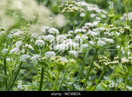 Riesenbärenklau wächst Chew Valley Lake, Somerset, England, Großbritannien Stockfoto