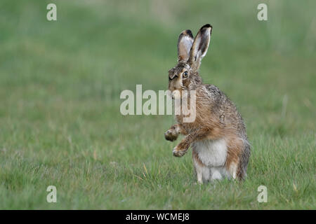 Feldhase/Europäischen Hare (Lepus europaeus) sitzen auf den Hinterbeinen, Schattenboxen mit Pfoten, Wildlife, Europa. Stockfoto