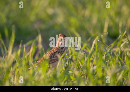 Feldlerche (Alauda arvensis) auf dem Boden sitzend in einem Feld von Winter weat, typischen Vogel der offenen Feldern, Wildnis im Frühjahr, Europa. Stockfoto