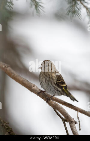 Kiefer Siskin/Fichtenzeisig (spinus Pinus) im Winter, in einem Nadelbaum Baum gehockt, in natürlicher Umgebung, Yellowstone, Montana, USA. Stockfoto