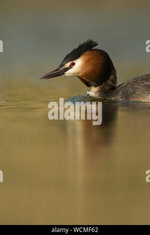 Haubentaucher (Podiceps cristatus) Schwimmen, schwimmt schnell, headshot, Wildlife, Europa. Stockfoto