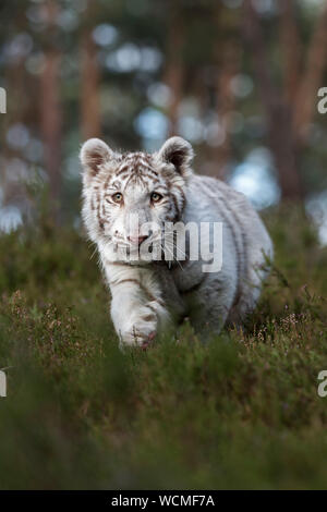 Royal Bengal Tiger (Panthera tigris), weißes Tier, heimlich durch das Unterholz der natürlichen Wälder schleichen, frontal geschossen, geringe Sicht. Stockfoto