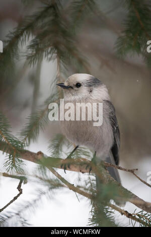 Grau Jay (Perisoreus canadensis) im Winter, in den Zweigen eines Nadelbaumbaum gehockt, frontal geschossen, die Tier- und Pflanzenwelt; Yellowstone National Park, Wyoming, Stockfoto