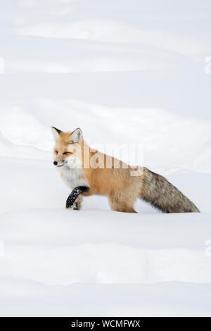 American Red Fox (Vulpes vulpes fulva) im Winter, durch tiefen Schnee, Yellowstone NP, Wyoming, USA. Stockfoto