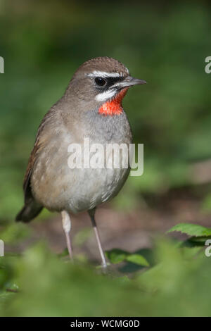 Sibirische Rubythroat (Luscinia Calliope), Männchen, extrem seltene winter Gast in Westeuropa, ersten Datensatz in den Niederlanden, Wildlife, Europa. Stockfoto