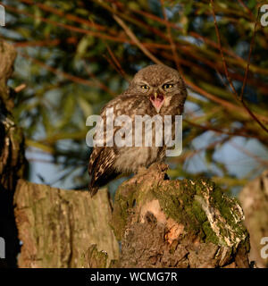 Steinkauz (Athene noctua), jungen Heranwachsenden, flügge, in der Sonne auf einer alten Weide gehockt, kraftvoll, schreien, Wildlife, Europa. Stockfoto