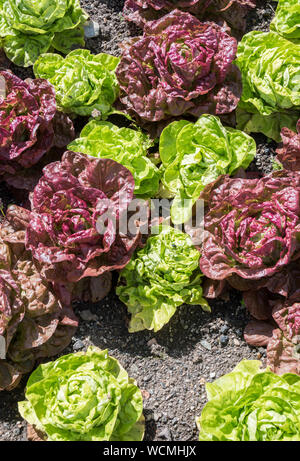 Reihe von Kopfsalat in der Küche, Garten am Verlorenen Gärten von Heligan, Cornwall Stockfoto