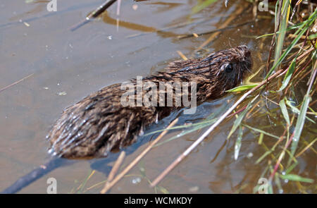 European Water Vole (arvicola Amphibischen) Schwimmen Stockfoto