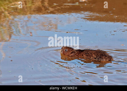 European Water Vole (arvicola Amphibischen) Schwimmen Stockfoto