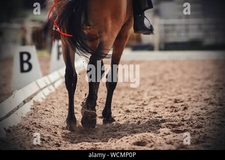 Eine Bucht mit einem Pferd, lange fließende Schwanz, der ein rotes Band gebunden ist, Trabt über den sandigen Arena mit einem Reiter im Sattel, beleuchtet von der Brig Stockfoto