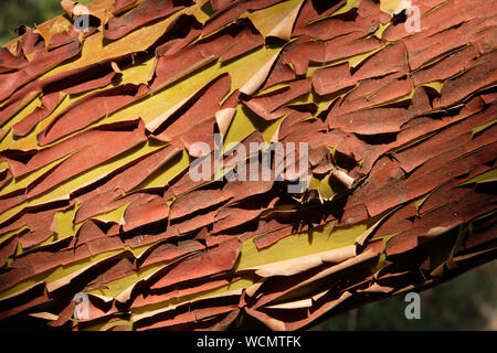 Als Sandelholz wächst, der Rinde des scharlachroten Körper Risse und Schalen. Die neue Rinde ist leichter und rissfrei. Stockfoto