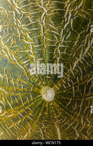 Piel de Sapo Melone mit einem gestromt Green Peel close up full frame Stockfoto