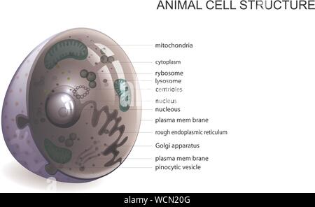 Vector Illustration der Struktur einer tierischen Zelle Stock Vektor