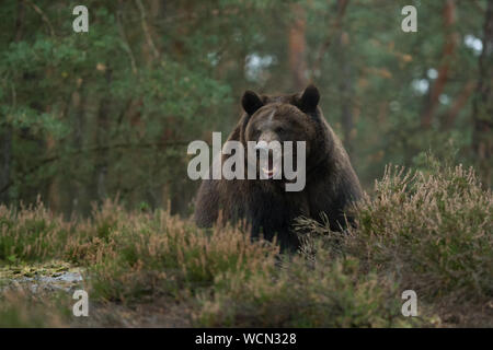 Europäische Braunbär (Ursus arctos) in das Unterholz eines Waldes, scheint genervt, aggressiv sein, zeigt seine Zähne, gefährliche enconuter, Europa. Stockfoto