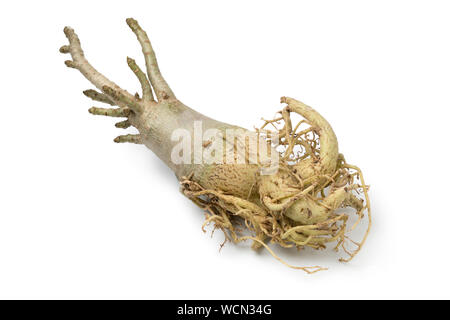 Dry Desert Rose, adeniums obesum, auf weißem Hintergrund Stockfoto