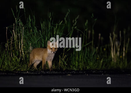 Red Fox (Vulpes vulpes) steht neben einer Straße, gefährdet durch Verkehr, nachts, junge Tier, Cub, Wildlife, Europa. Stockfoto