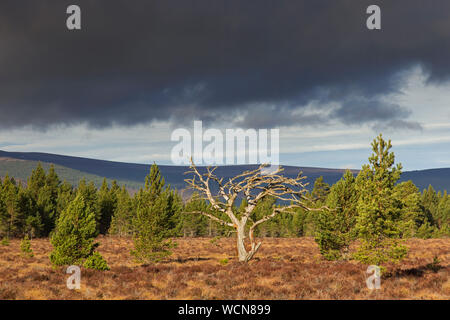 Toten Schotten Kiefer (Pinus sylvestris) in Heide/Heide, Cairngorms National Park, Badenoch und Strathspey, Schottland, Großbritannien Stockfoto