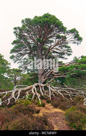 Alte Schottische Kiefer (Pinus sylvestris) mit freiliegenden Wurzeln in Heide, Cairngorms National Park, Badenoch und Strathspey, Schottland, Großbritannien Stockfoto