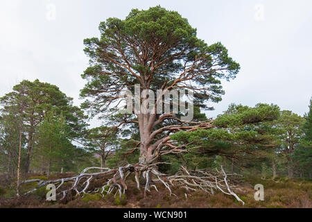 Alte Schottische Kiefer (Pinus sylvestris) mit freiliegenden Wurzeln in Heide, Cairngorms National Park, Badenoch und Strathspey, Schottland, Großbritannien Stockfoto