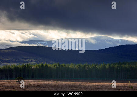 Rotwild Zaun, Moor- und Heideflächen aus Pinienwald an Sluggan im Cairngorms Nationalpark, Badenoch und Strathspey, Schottland, Großbritannien Stockfoto