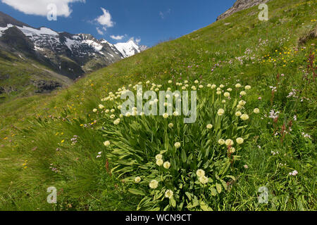 Sieg Zwiebel/Alpine Porree/Alpine breitblättriger Lauch (Allium victorialis) in Blume in den Bergen, Kärnten / Kärnten, Österreich Stockfoto