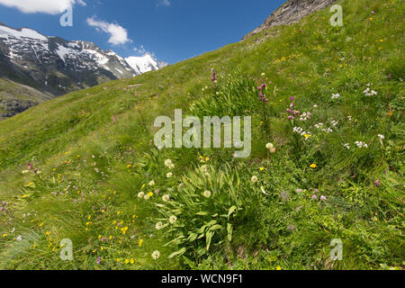 Sieg Zwiebel/Alpine Porree/Alpine breitblättriger Lauch (Allium victorialis) und martagon Lily/Turk cap Lilie (Lilium martagon) in Blüte, Österreich Stockfoto