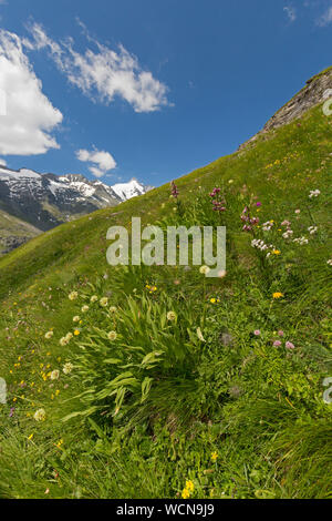 Sieg Zwiebel/Alpine Porree/Alpine breitblättriger Lauch (Allium victorialis) und martagon Lily/Turk cap Lilie (Lilium martagon) in Blüte, Österreich Stockfoto