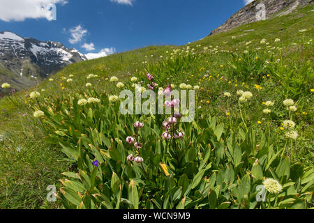 Sieg Zwiebel/Alpine Porree/Alpine breitblättriger Lauch (Allium victorialis) und martagon Lily/Turk cap Lilie (Lilium martagon) in Blüte, Österreich Stockfoto
