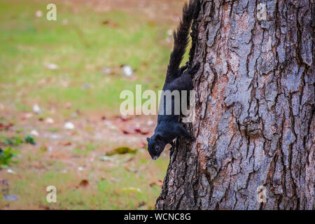 Schöne schwarze Eichhörnchen zu Fuß auf alten Baum Stockfoto